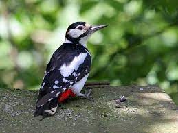 Great Spotted Woodpecker.jpeg