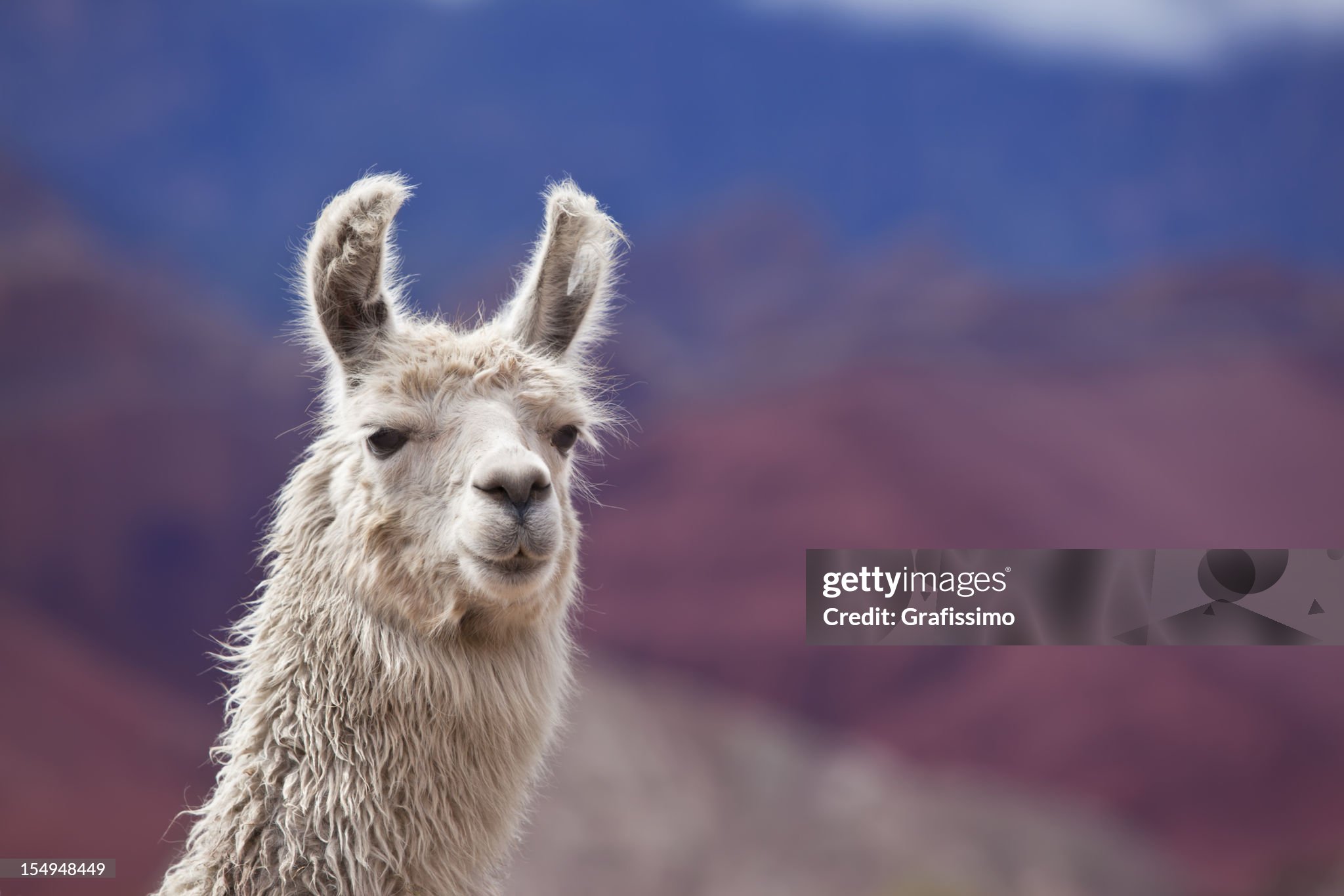 llama.jpg