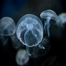 Moon_jellyfish.jpeg