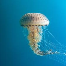 compass_jellyfish.jpg