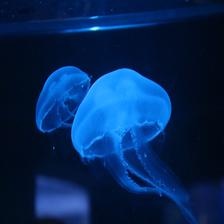 blue_jellyfish.jpeg