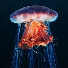 lions_mane_jellyfish.jpeg