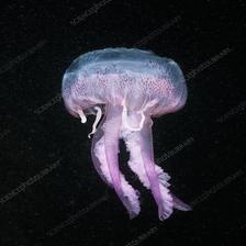 mauve_stinger_jellyfish.jpeg