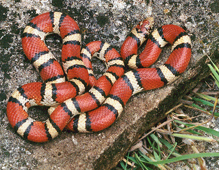 milk-snake.png