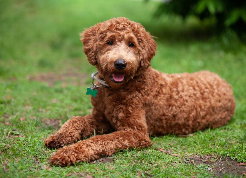 labradoodle.jpg