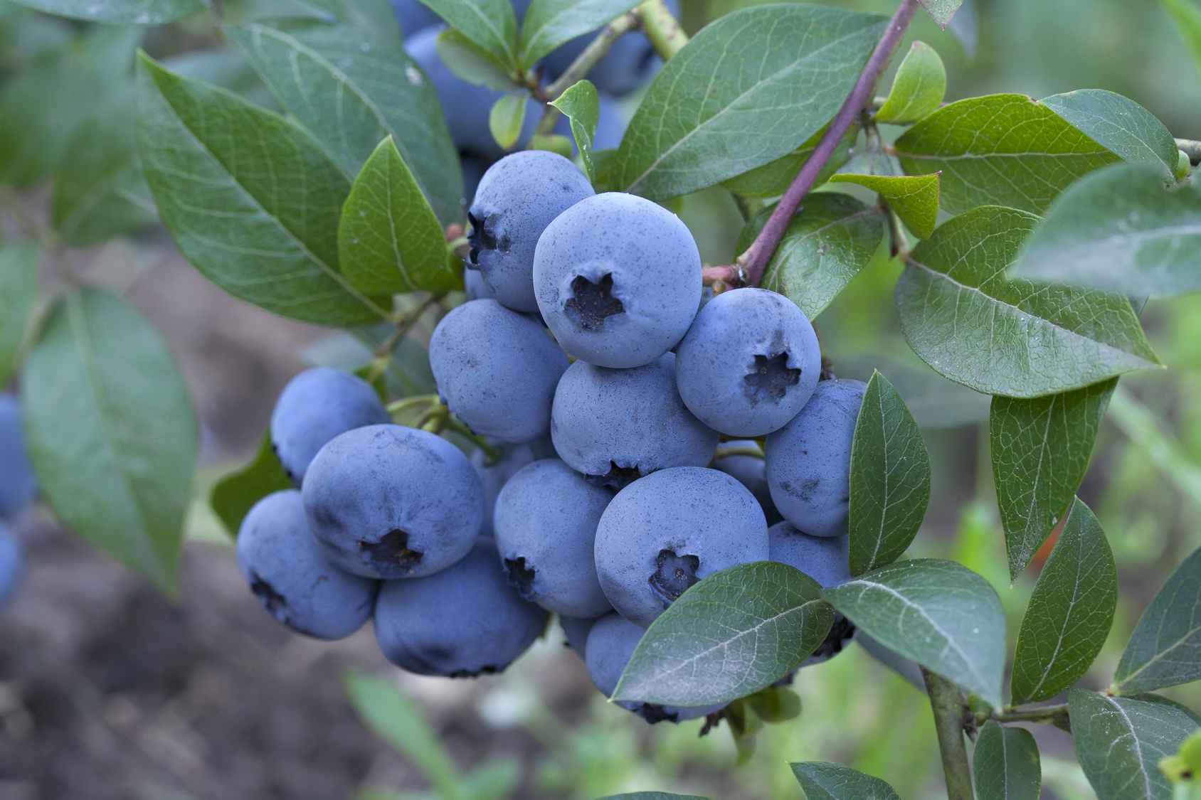 blueberries.jpg