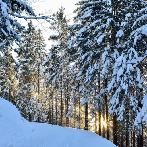 Snow-covered_trees_with_sunlight_shining_through.jpg