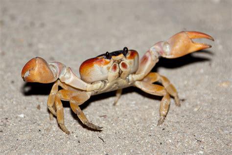 Crab