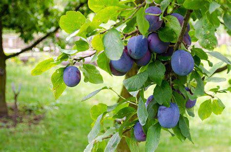 Plums