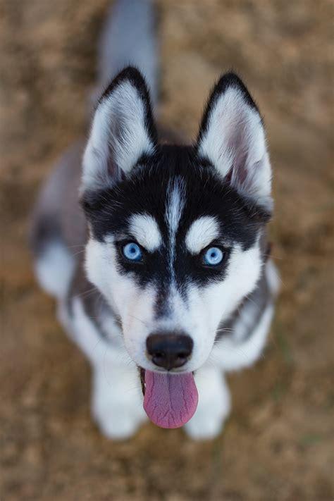 husky